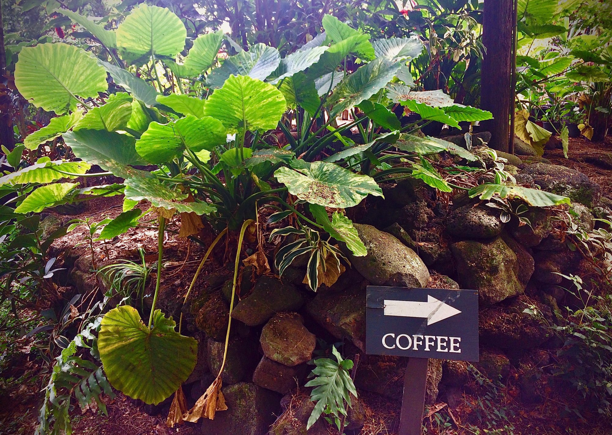 板野珈琲　Itano coffee